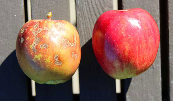 
The highly nutritious ‘Liberty’ apple (right) is wonderfully productive and resistant to both apple scab and fire blight.
